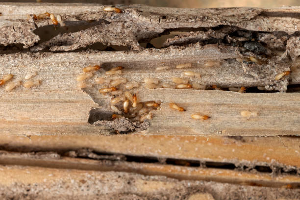 Best Mosquito Control Services  in Poland, OH